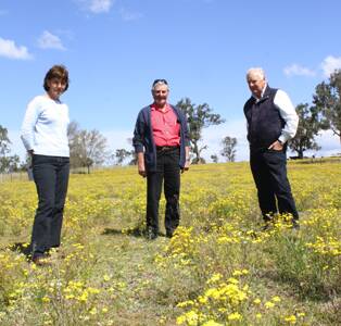 • Standing in a sea of yellow in one the district’s worst hit fireweed paddocks south of Bega are Bega Valley Fireweed Association members Tanya Rutter,  chairman Noel Watson (centre) and Rob Owen.