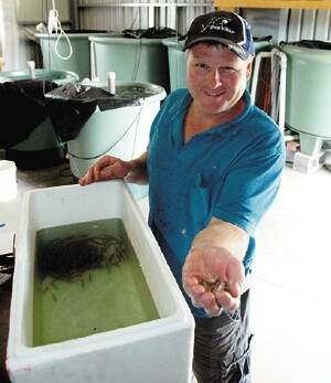 •Narooma Aquaculture’s Bruce Lawson with his next batch on baby Australian bass ready to go to farm dams and council reservoirs around the region.