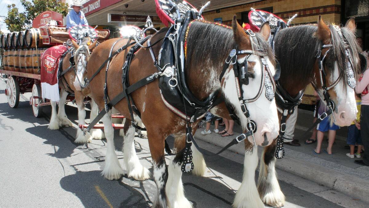 The iconic Carlton Draught Clydesdales pull up outside the Commercial Hotel, Bega, on Tuesday.