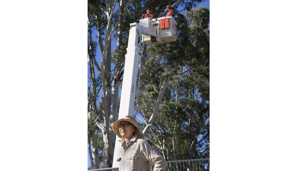 Judy Geary says the removal of the Littleton Gardens gum trees was a “weekend ambush” by the Bega Valley Shire Council. Photo: Peter Smith.  