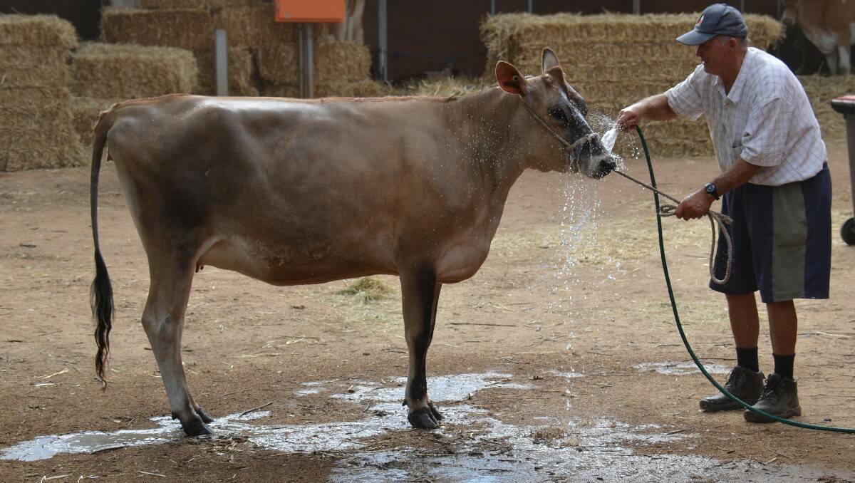 Jim Salway prepares a cow ahead of International Dairy Week.
