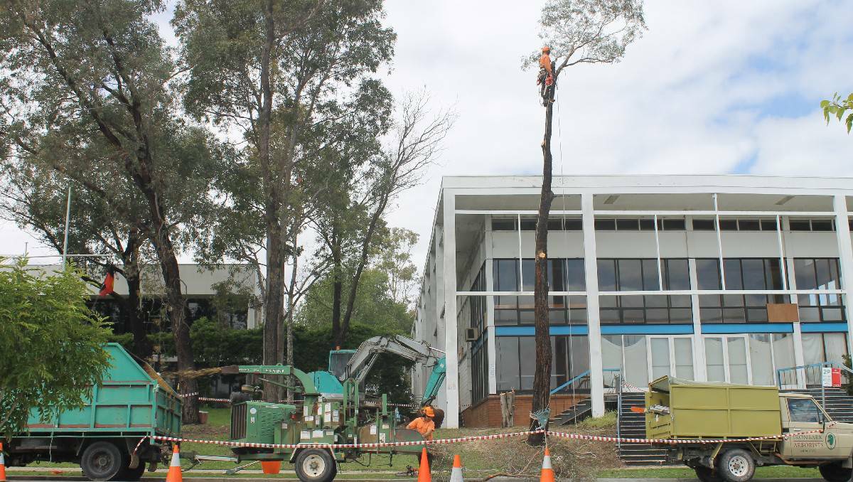 The recent removal of trees near the Bega Town Hall reignited concerns over council's community consultation. 