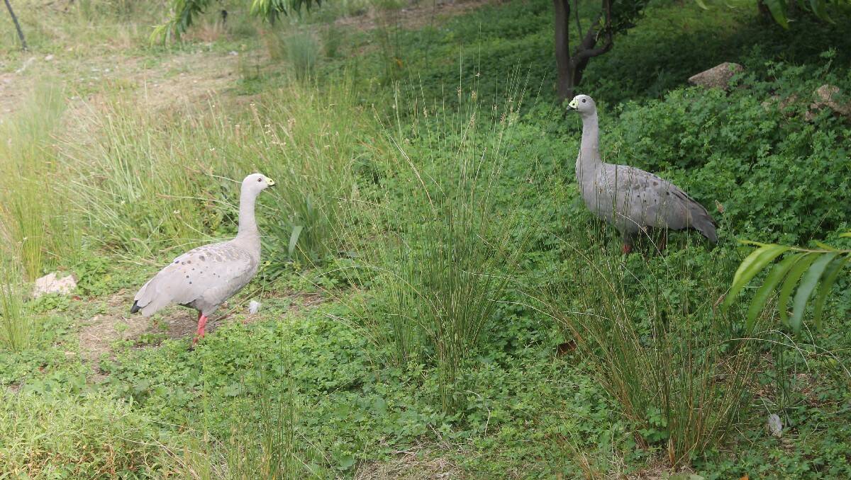 A pair of female Cape Baron geese, which have been hand-reared by Ray Alcock.