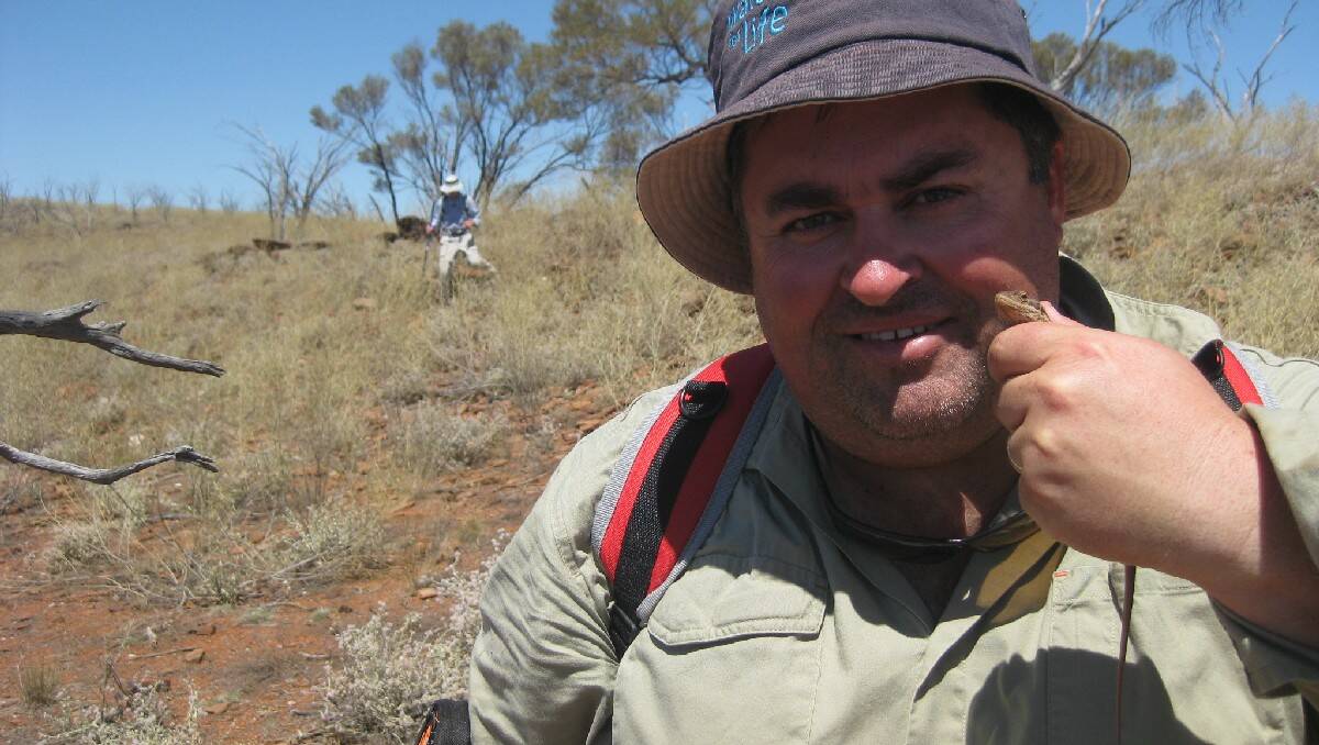 Steve Sass from EnviroKey holds the newly identified lizard, the Barrier Range dragon. Photo: C McLean.