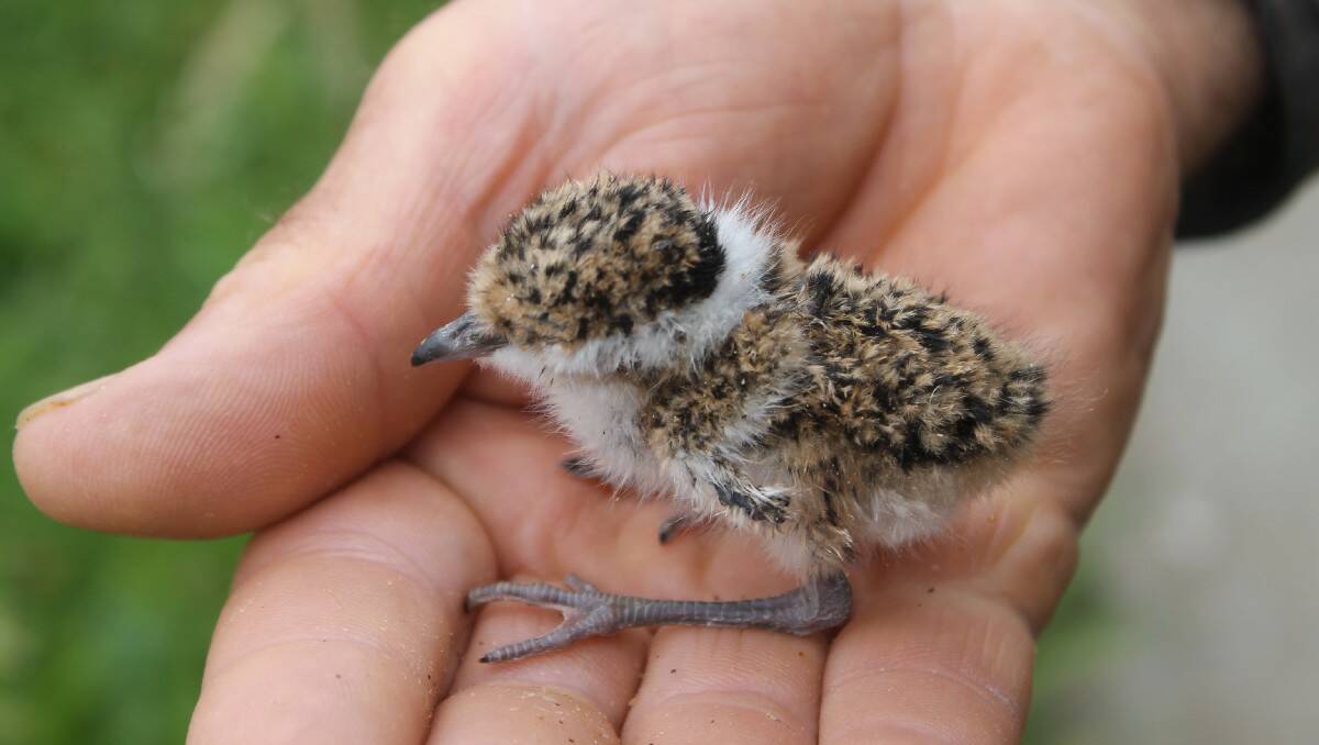 This days old banded lapwing (Vanellus tricolor) hatchling is one of four under the care of Wildlife Rescue South Coast (NANA) volunteer Ray Alcock. 