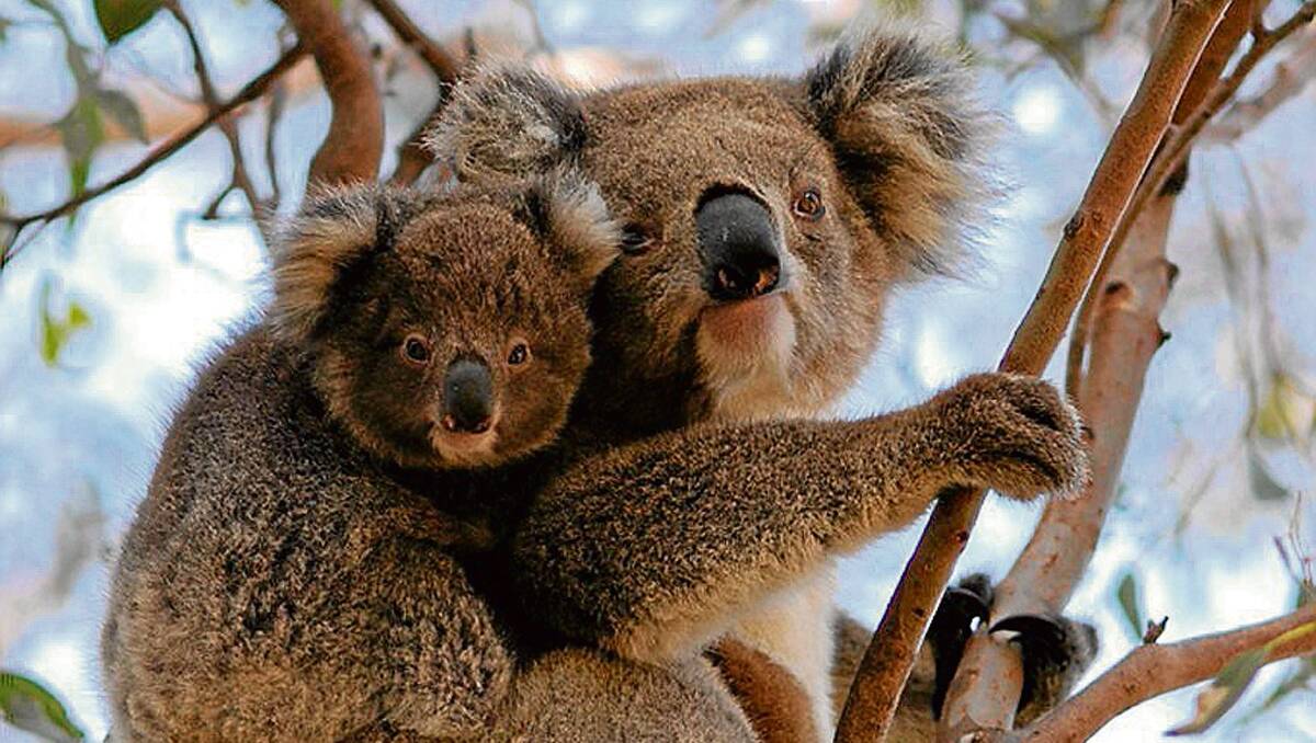 • A television segment this week highlighted the worrying decline of the country’s koala population. Photo by Dr Andrew Claridge, NSW National Parks, Office of Environment and Heritage.