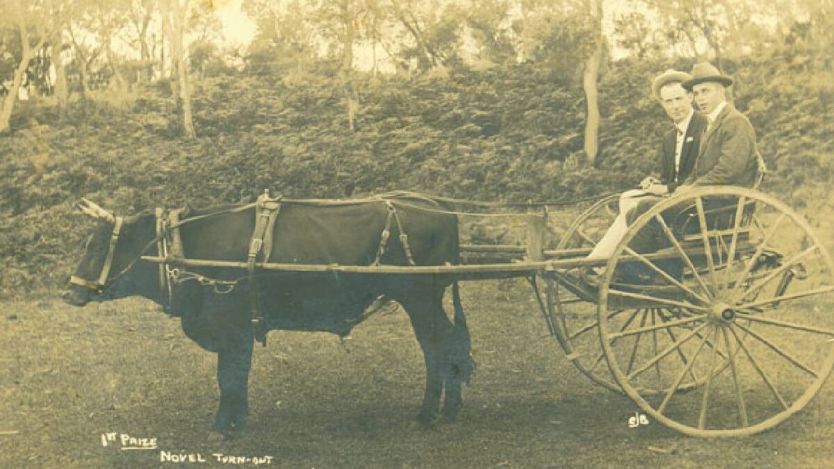 The winner of first prize for a novel turn-out at Eden Show in 1911.