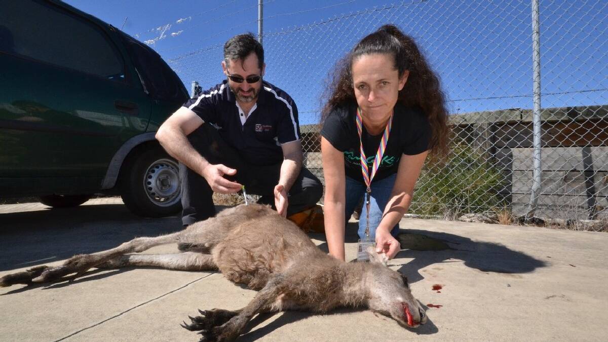 NOWRA: Nowra vet Justin Clarke and Wildlife Rescue South Coast volunteer Belinda Gales with a young kangaroo that had to be tranquillised and removed from an industrial area   at South Nowra on Tuesday.