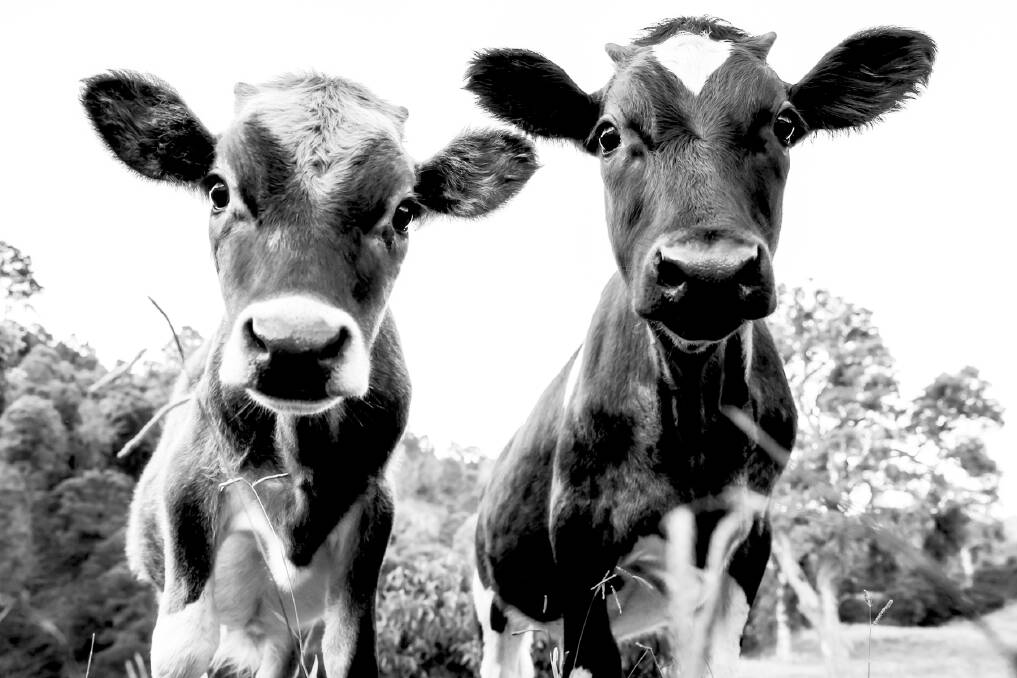 Dairy cows from the Bega Valley photographed by Tara Chiu - this print will be on display at the Wattle and Hide store, among other nature and portrait pictures taken by Tara. 