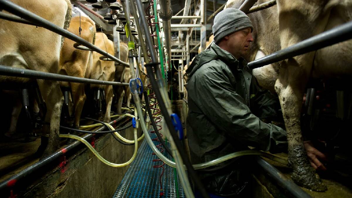 Tilba Dairy owner Nic Dibden milks the Jersey cows at their farm in Tilba. Photo supplied