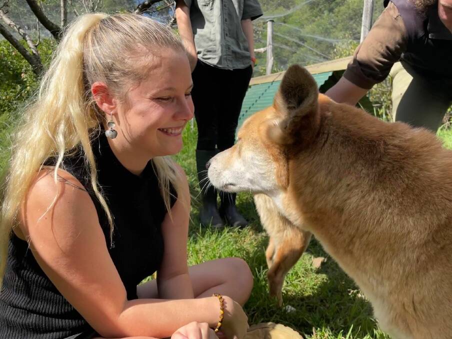 Meeting Django the Dingo returned to Potoroo Palace in Merimbula after the sanctuary's application to house the pair was approved by the Department of Primary Industries. 