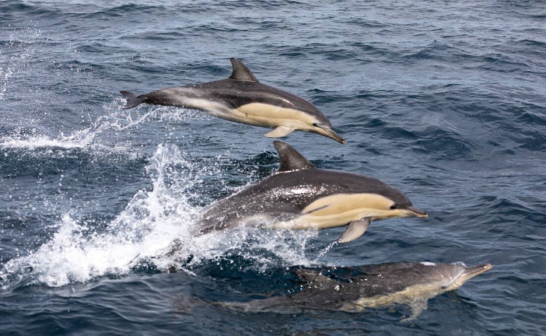 Dolphins at Twofold Bay racing the Cat Balou cruise. Photo: Sophia Quach