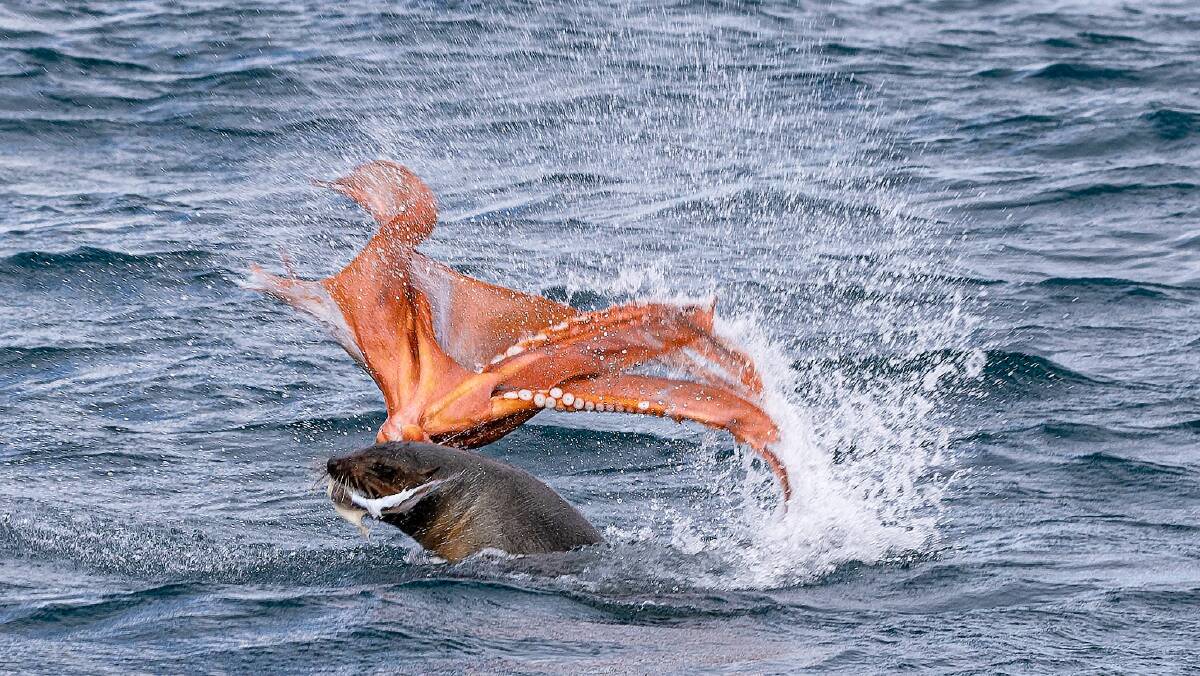 An Australian fur seal tackling an octopus was a spectacular sight for whale watching cruise passengers on August 6. Photo: Sophia Quach