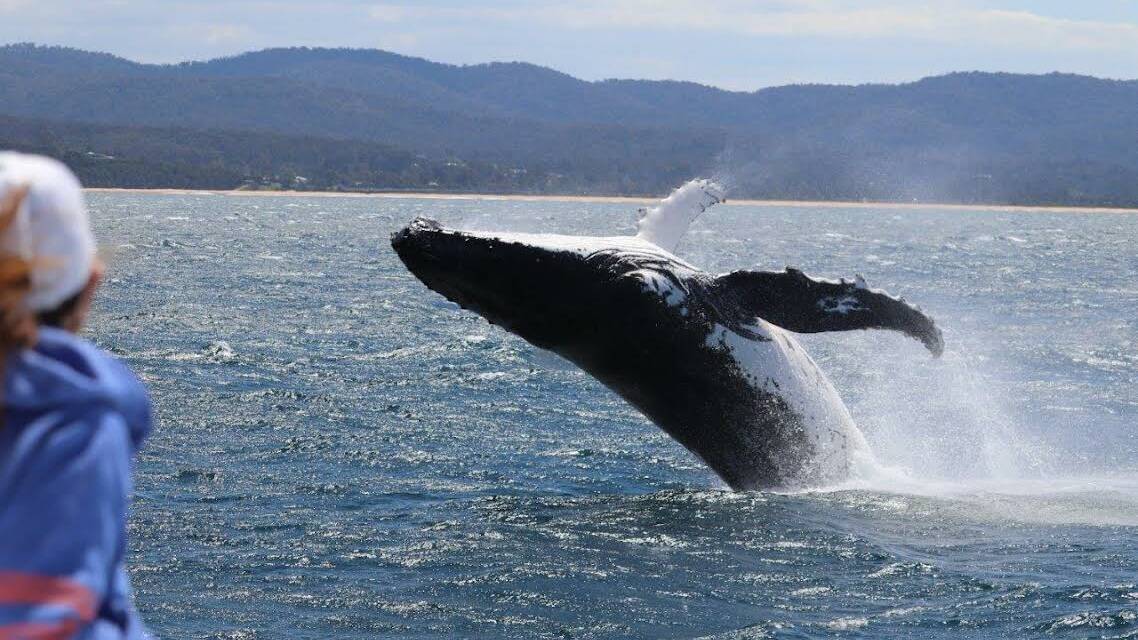 Cat Balou Cruises operator Lana Wills said the whale season has been off to a strong start this year. Photo: supplied by Cat Balou Cruises 