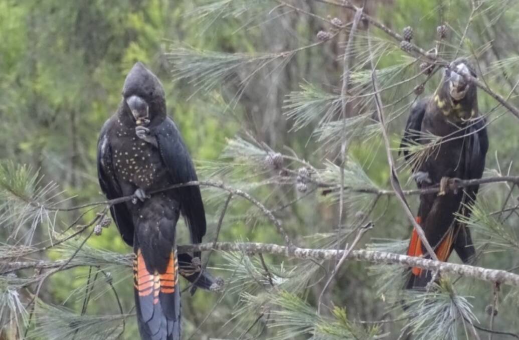 Glossy black cockatoos. Photo Mick Bettanin 