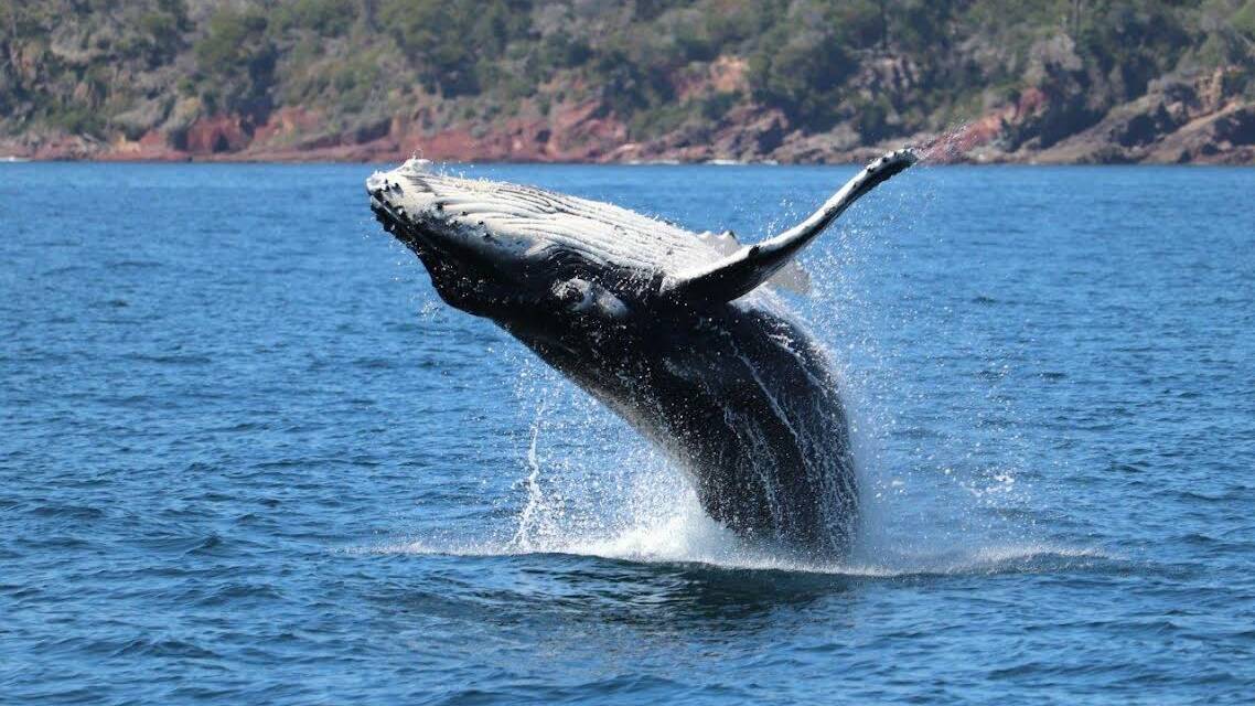 Over the months of August through to October whales we will be making their way towards Eden as their final port of call. Photo: supplied by Cat Balou Cruises