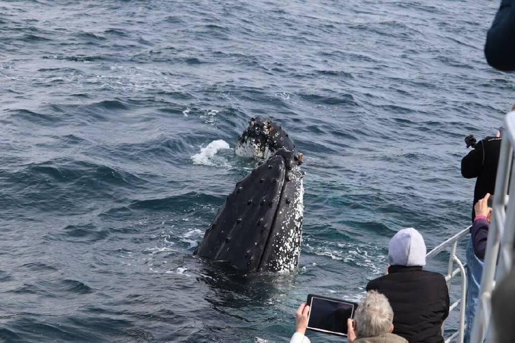 A mother and her calve pop up to say hello to whale watchers aboard the Cat Balou in Eden. Photo: supplied by Cat Balou Cruises 