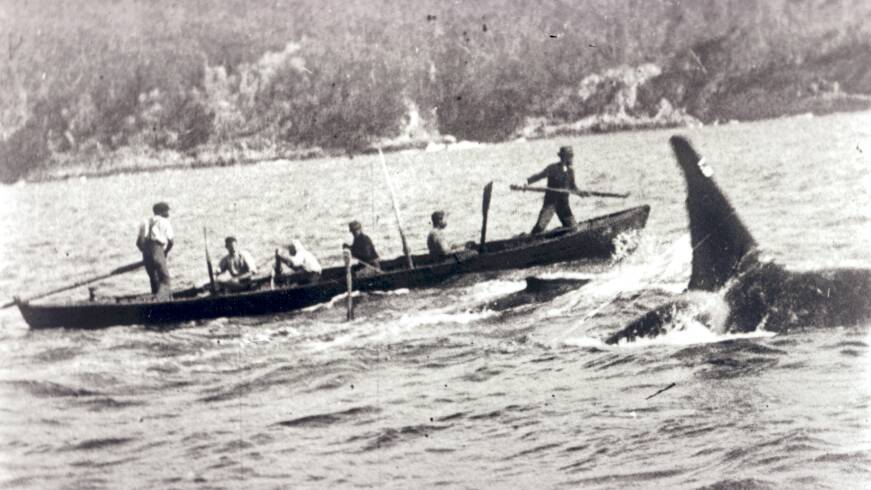 Old Tom swims alongside a whaling boat, flanking a whale calf, while the boat is described as being dragged by a harpooned whale not pictured. Picture supplied by the Eden Killer Whale Museum. 
