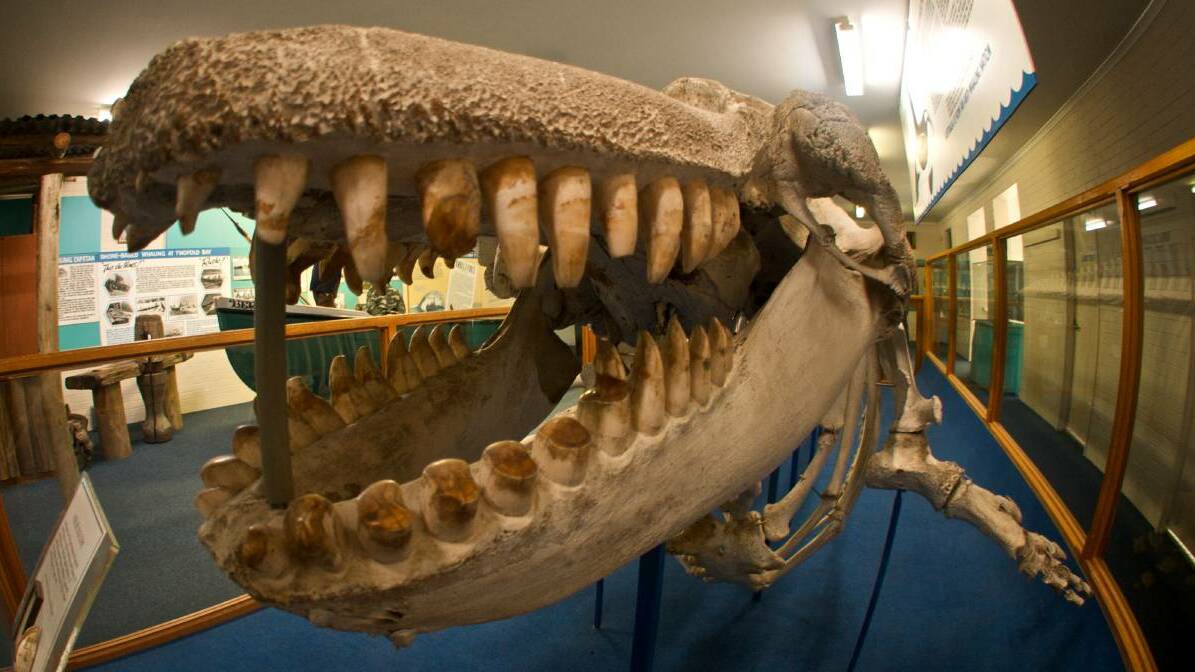 FAVOURITE ATTRACTION: The skeleton of Old Tom remains in the Eden Killer Whale museum, 92 years after his death. 