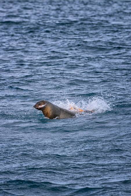 Seal spotted at Twofold Bay and nicknamed Sophie the sassy seal for its daring attack on the Maori Octopus. Photo: Sophia Quach
