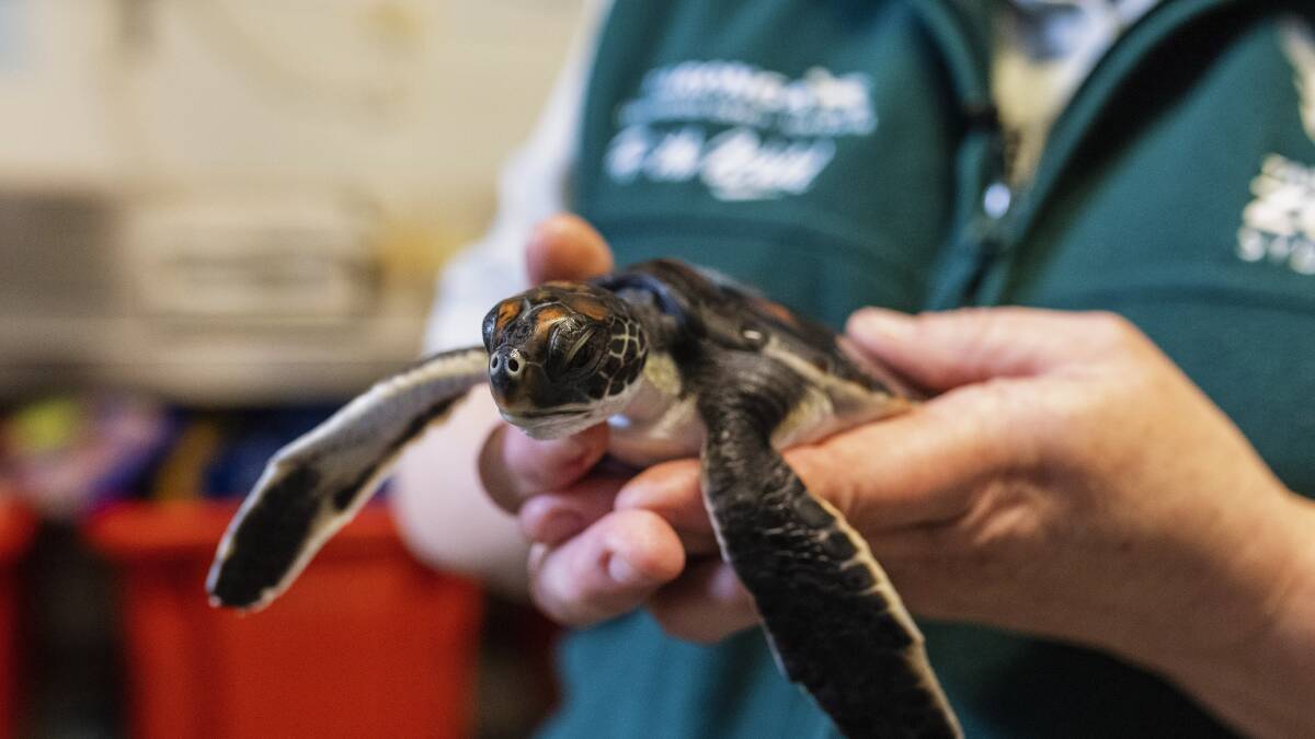 Meet Tama the turtle who had plastic removed by Taronga Wildlife Hospital. Picture supplied.