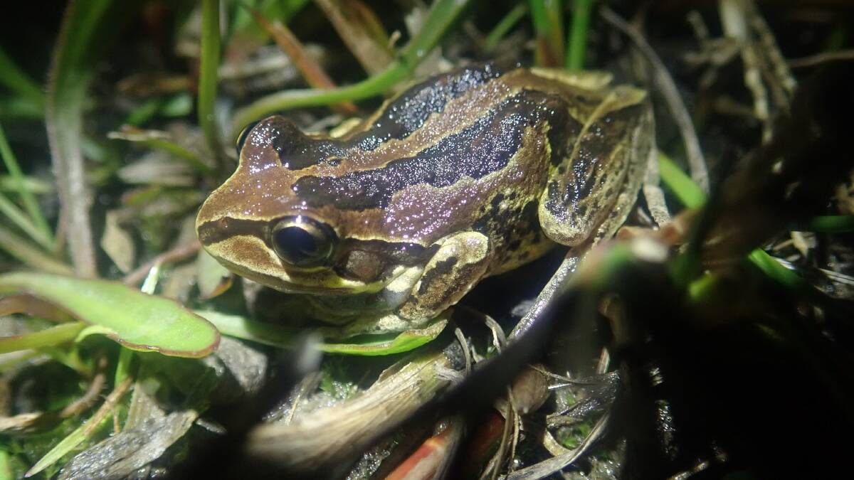 Whistling Tree Frog. Photo supplied.