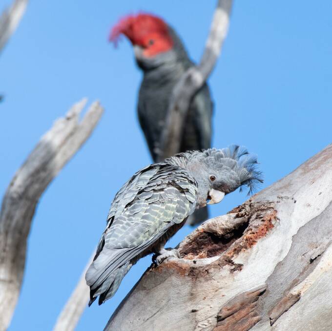 RESEARCH: Gang-gang cockatoos scout out a nesting hollow. Now is the best time of year to see the unique bird. Photo: Sam Nerrie 
