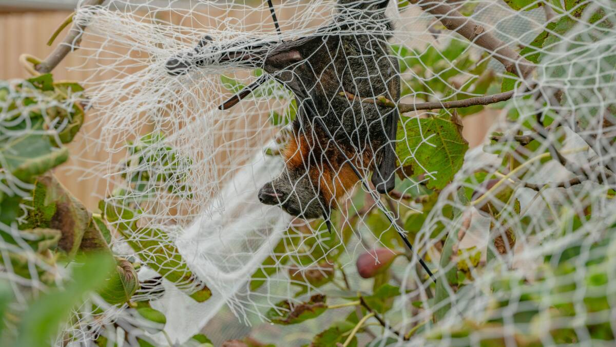 A flying fox caught up in a monofilament bird net. After being caught in fruit tree netting of this nature, often flying foxes have to be euthanised. Picture: WIRES 