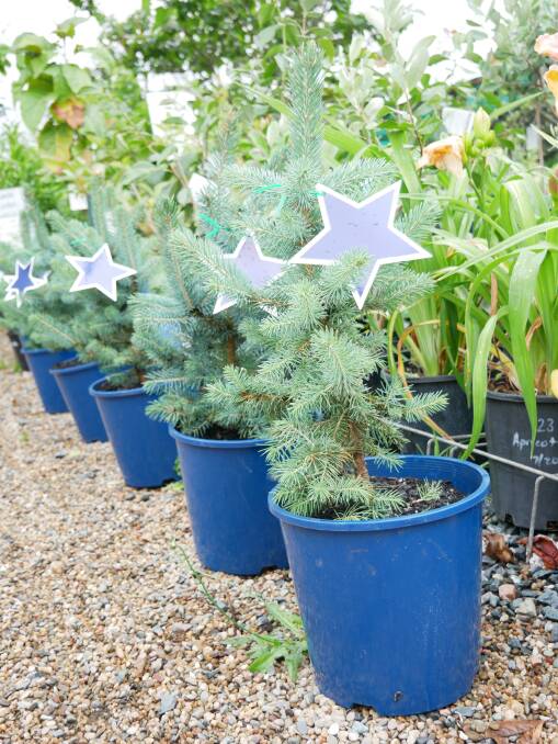 Blue Star tree, 'Picea pungens' from a Colorado Spruce. Photo: Ellouise Bailey