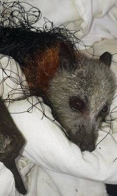 An adult flying fox with netting wrapped around it. Due to the animal's movement the netting wraps around so tightly that circulation is cut off. This means that although there may be no apparent signs of injury when first rescued, the tissue
dies and becomes apparent days or even weeks later. Picture: Wildlife Rescue South Coast
