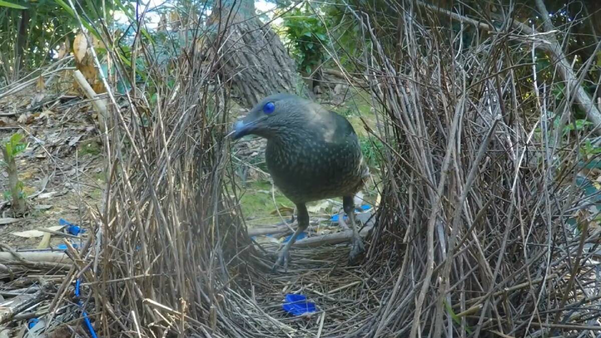 A female comes to inspect the bower. 