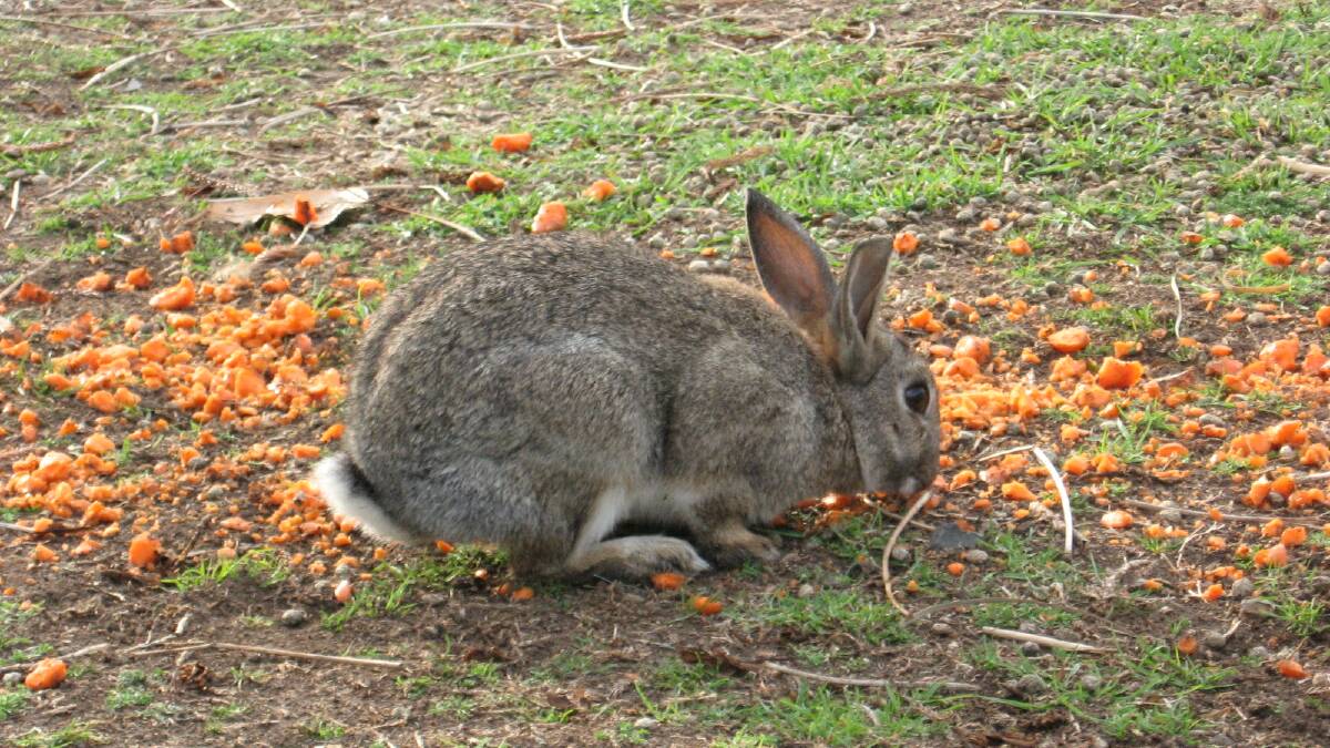 The amount of groundcover and feed around has meant that even usual baiting methods with carrots have been somewhat unsuccessful. Photo: Local Land Services 