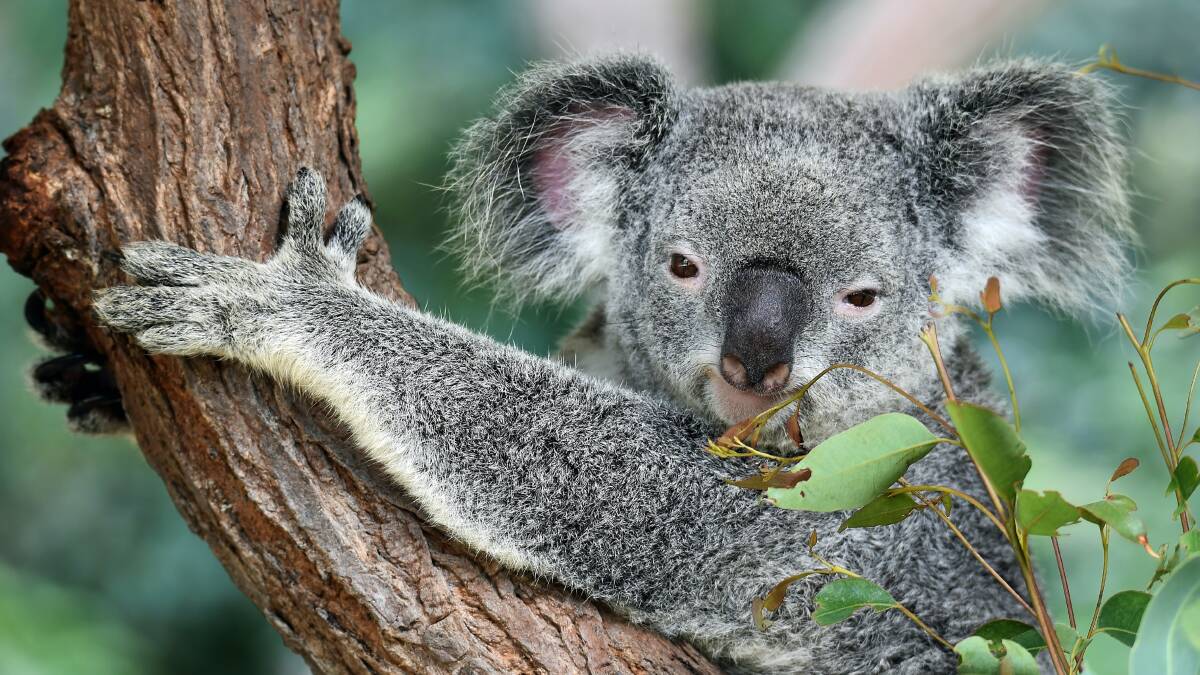 The only known koala population in the cotasl firests of southern NSW, between Greater Sydney and Victoria, occurs on Yuin Country. This area covers the south-east corner of New South Wales, from the Shoalhaven river in the north, through Nowra and along the coastline into Mallacoota on the Victorian border. 