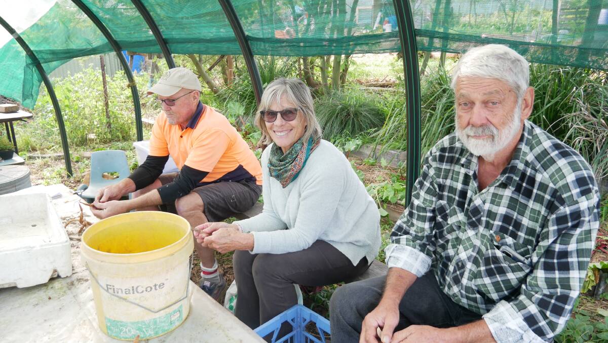 Bruce McAslan, Sally Raspin, and Jim Mummery collecting pulse seeds from pods at Moodji Farm in Bermagui. Photo: Ellouise Bailey