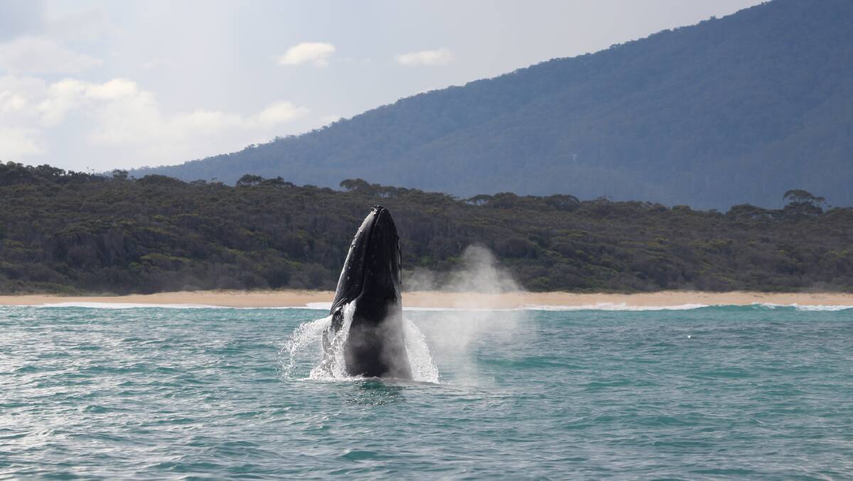 In October and November mother humpback whales and their calves pass Narooma to Eden to feed in the nutrient rich waters. 