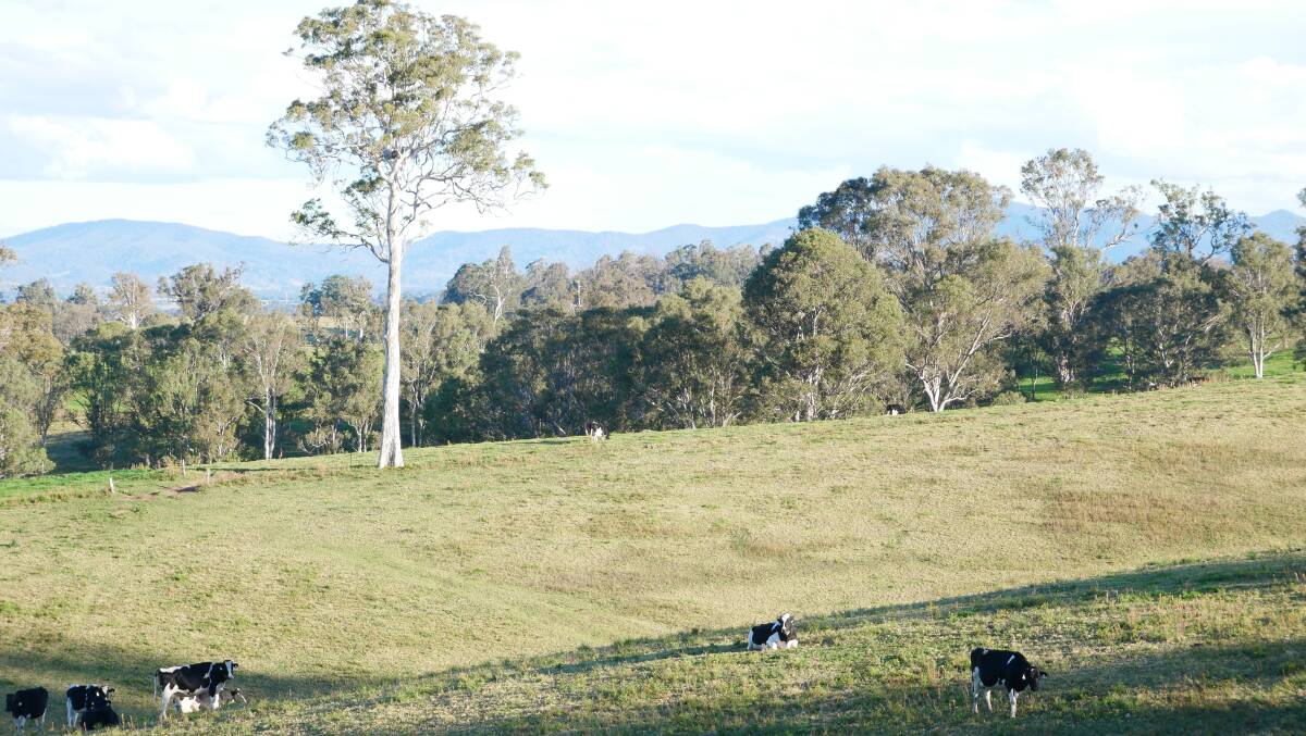 Lush green rolling hills and dairy cows surround Bega. Photo: Ellouise Bailey
