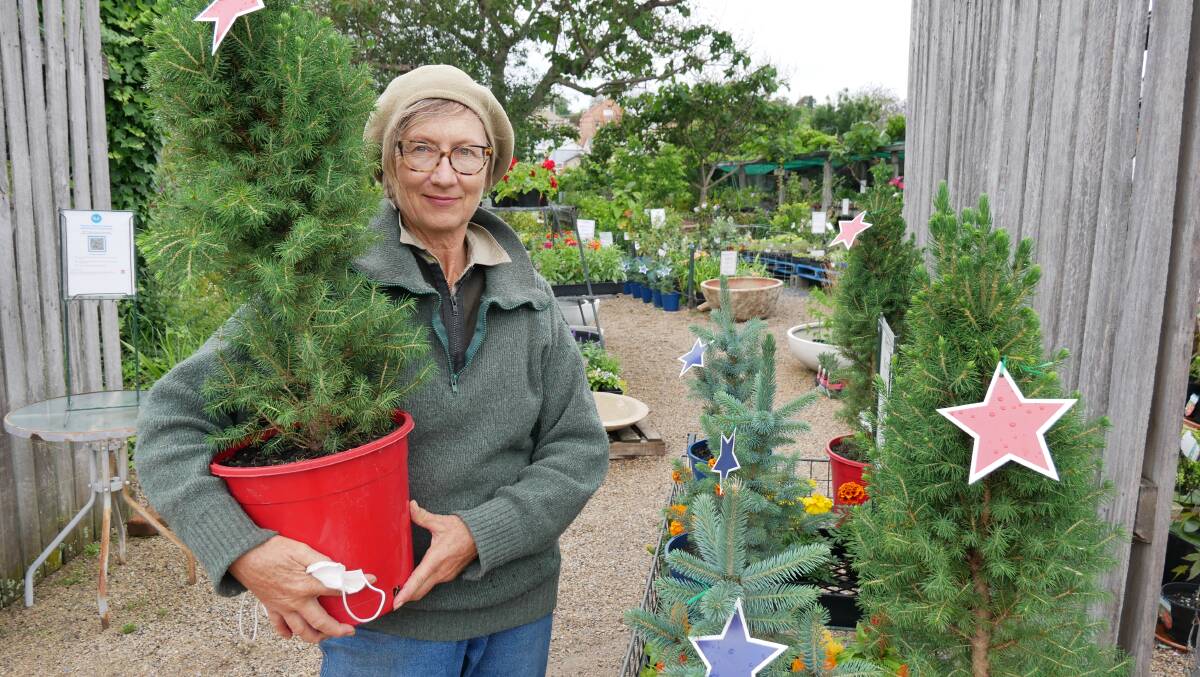 Judy Geary from Bega Garden Nursey holds a Christmas Star 'Picea glauca' next to a tray of other smaller potted pine trees. Photo: Ellouise Bailey