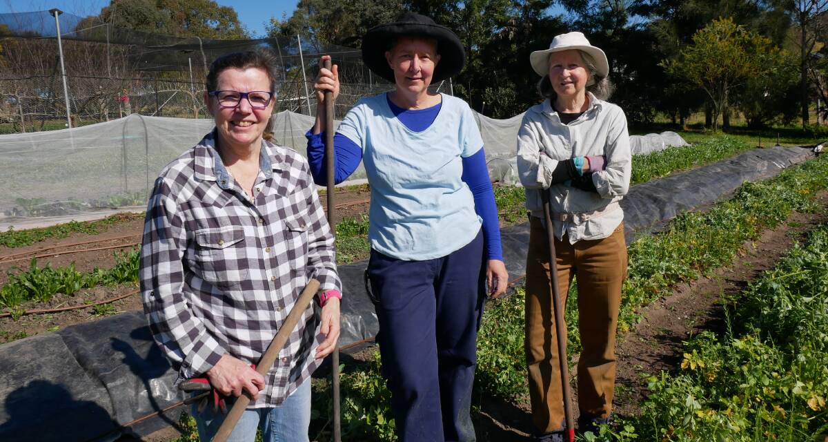 Bega Valley Seed Savers volunteers Nellie Pryke of Tarraganda, Liz Worth of Stony Creek, and Bernadette O'Leary of Brogo. The three women stand at a market garden property in Buckajo where they have seven beds used for growing plants to collect for their seed collection. Photo: Ellouise Bailey 