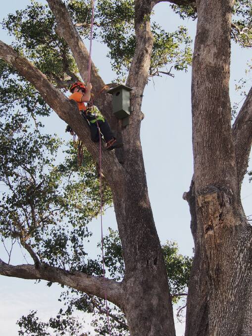 A nest box being installed by an arborist earlier this year. Source: supplied. 