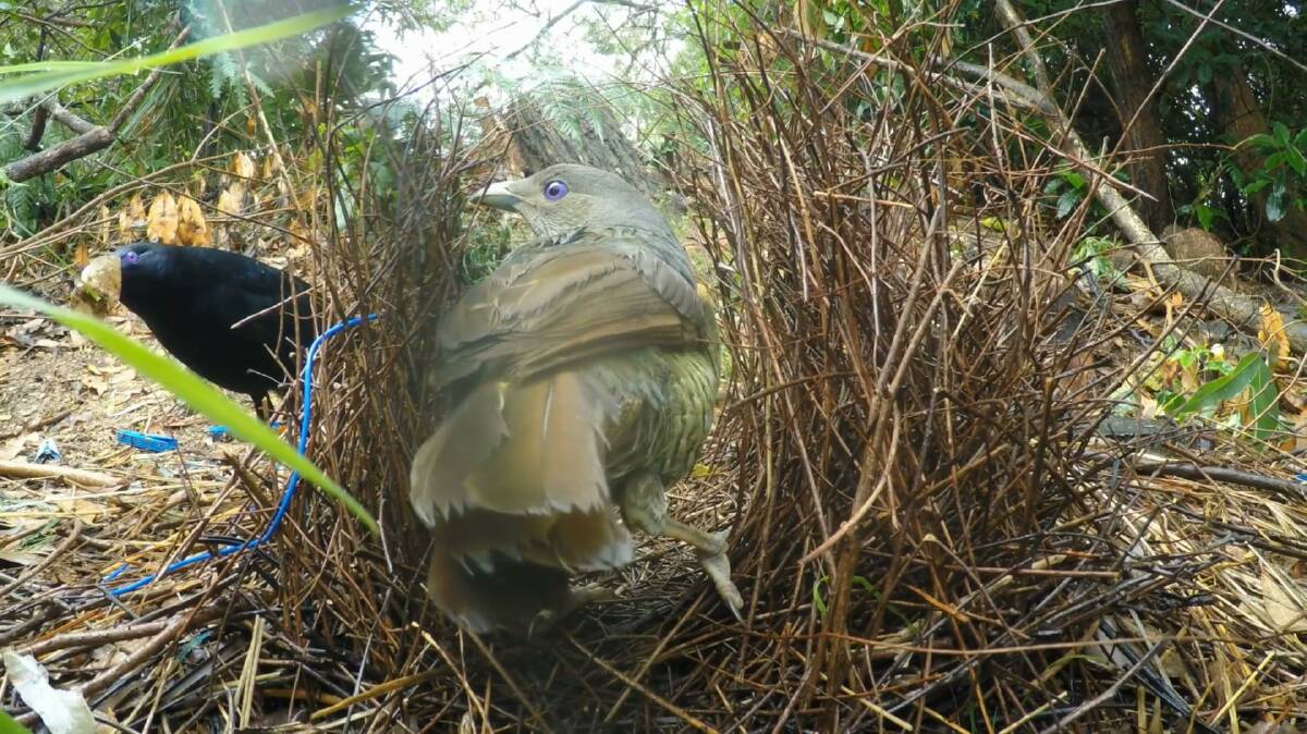 A Tathra resident has captured a male and female satin bowerbird mating in a short nature documentary, which has been nominated for an award at an international film festival in Austria. Photos supplied. 