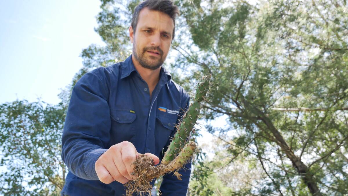 Joshua Wellington holds an example of tiger pear. He has been researching how to best eliminate the weed. Photo: Ellouise Bailey