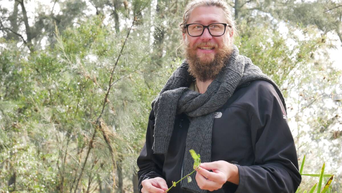 CSIRO research scientist Dr Ben Gooden was involved with extensive testing of the wandering trad. Studies found that the fungus was not able to develop on any other species than wandering trad and that it was the only plant that was able adversely affected by the fungal infection. 
