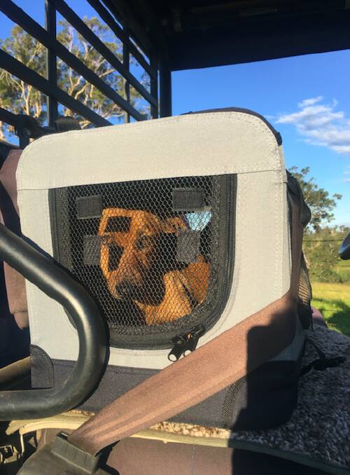 Little dash recovering in his carrier case whilst owner Sue Alcock tends to the farm work. Picture: supplied. 