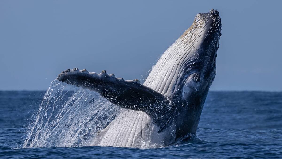 An example of a photograph taken by David Rogers of a humpback whale calf breaching in the waters just out from Bermagui. Photo: David Rogers