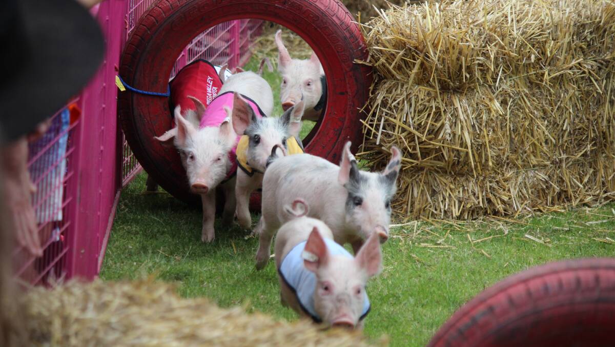 The annual pig racing event in Tathra is back on after two years, the event will be held on Easter Sunday, April 17. Photo: Ben Smyth 