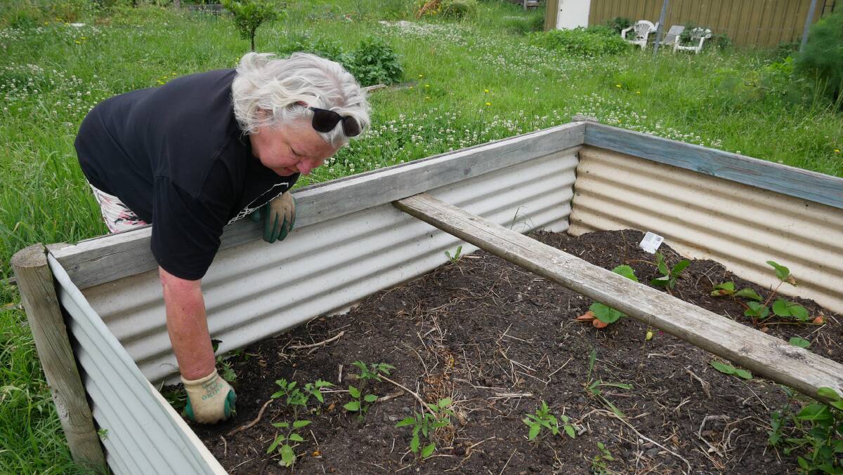 The community garden already has a number of garden beds installed at the site ready for people to help maintain. Picture by Ellouise Bailey 
