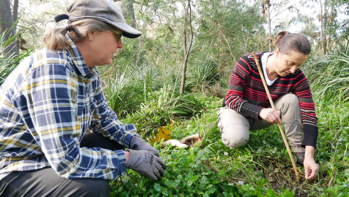 Regina Huntington and Erin Moon use a thin piece of bamboo to makes small holes where the fungus infected wandering trad will be planted into the thick cover. The patches where the fungus is released are recorded using a GPS tracker for CSIRO monitoring. 
