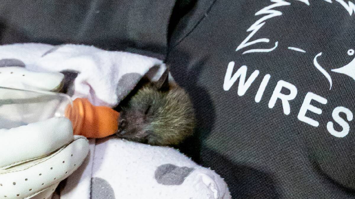 A young flying fox being cared for and feed by a WIRES handler. Pictire: WIRES
