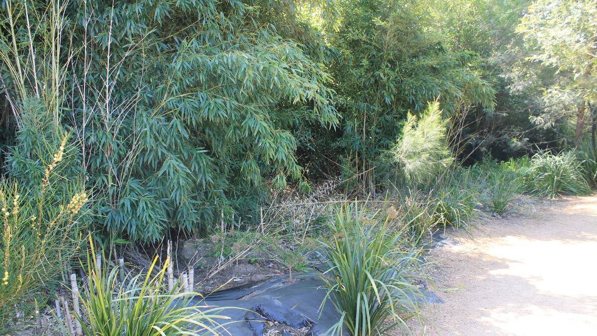 A photo from the Bega District News archives showing the bamboo forest that used to exist along the Bega River Reserve before being removed in November 2015. 