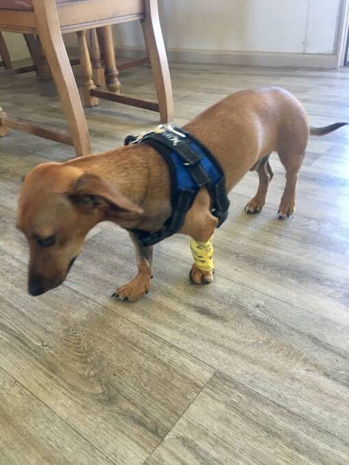 12 month old Dash returning home after his week long vet visit to Bega and Cobargo Veterinary Hospital after ingesting rat poison. Picture: supplied. 